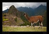 Machu Piccu 077